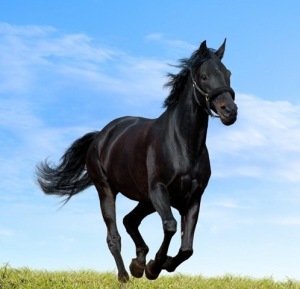 black-horse-running-in-green-meadow